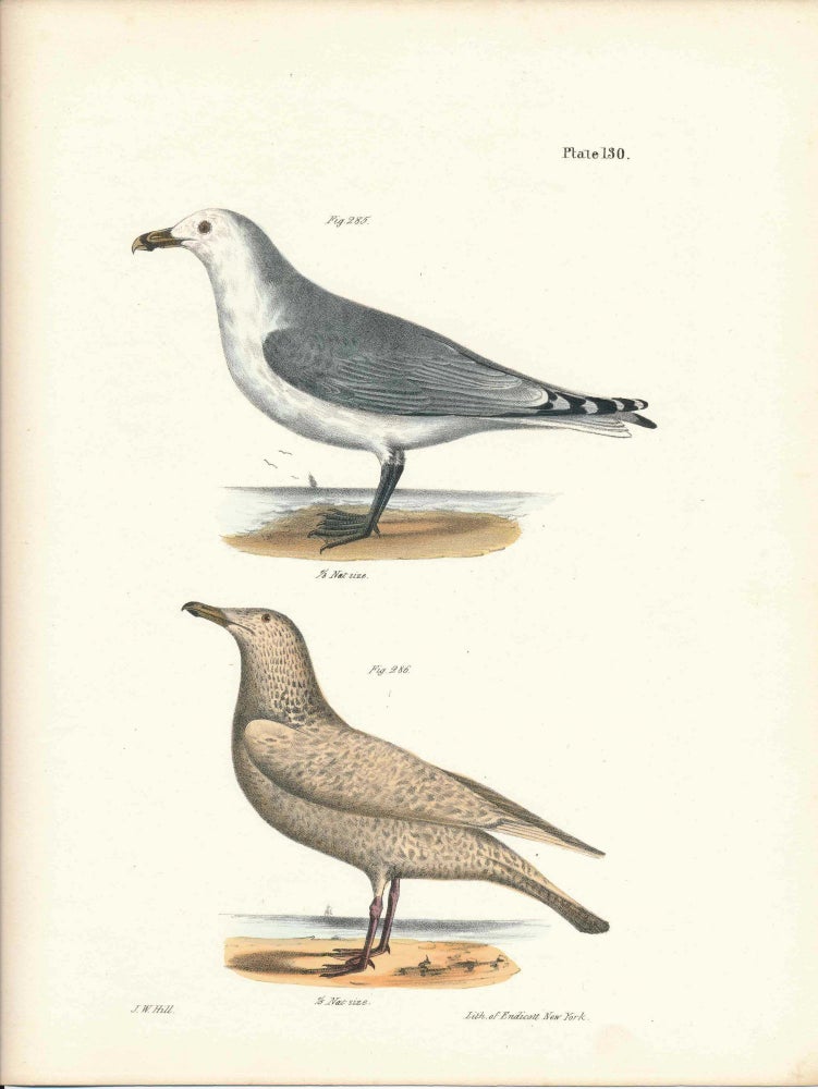 Item #34476 Bird print - Plate 130 from Zoology of New York, or the New-York Fauna. Part II Birds. James E. De Kay, J. W. Hill, George Endicott, John William, lithographer, Ellsworth.