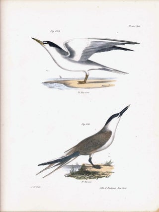 Item #34477 Bird print - Plate 124 from Zoology of New York, or the New-York Fauna. Part II...