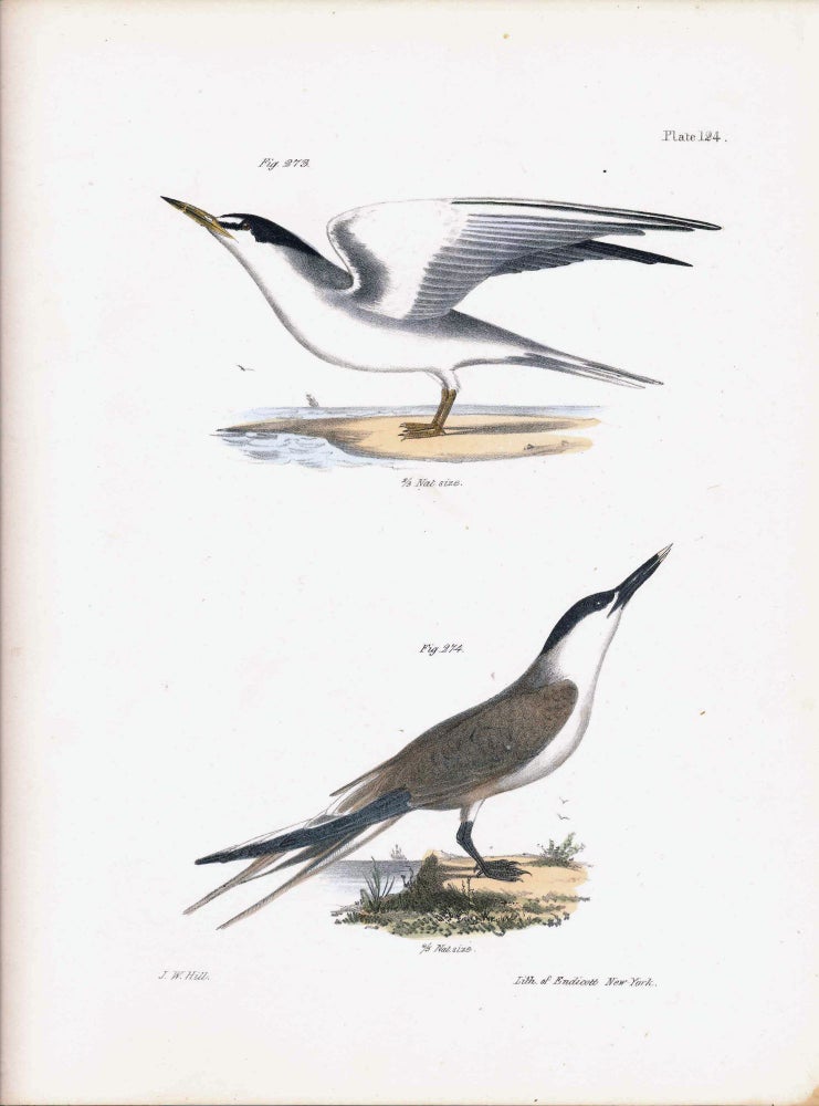 Item #34477 Bird print - Plate 124 from Zoology of New York, or the New-York Fauna. Part II Birds. James E. De Kay, J. W. Hill, George Endicott, John William, lithographer, Ellsworth.