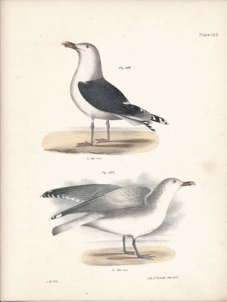 Item #34478 Bird print - Plate 129 from Zoology of New York, or the New-York Fauna. Part II Birds. James E. De Kay, J. W. Hill, George Endicott, John William, lithographer, Ellsworth.