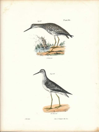 Item #34479 Bird print - Plate 94 from Zoology of New York, or the New-York Fauna. Part II Birds....