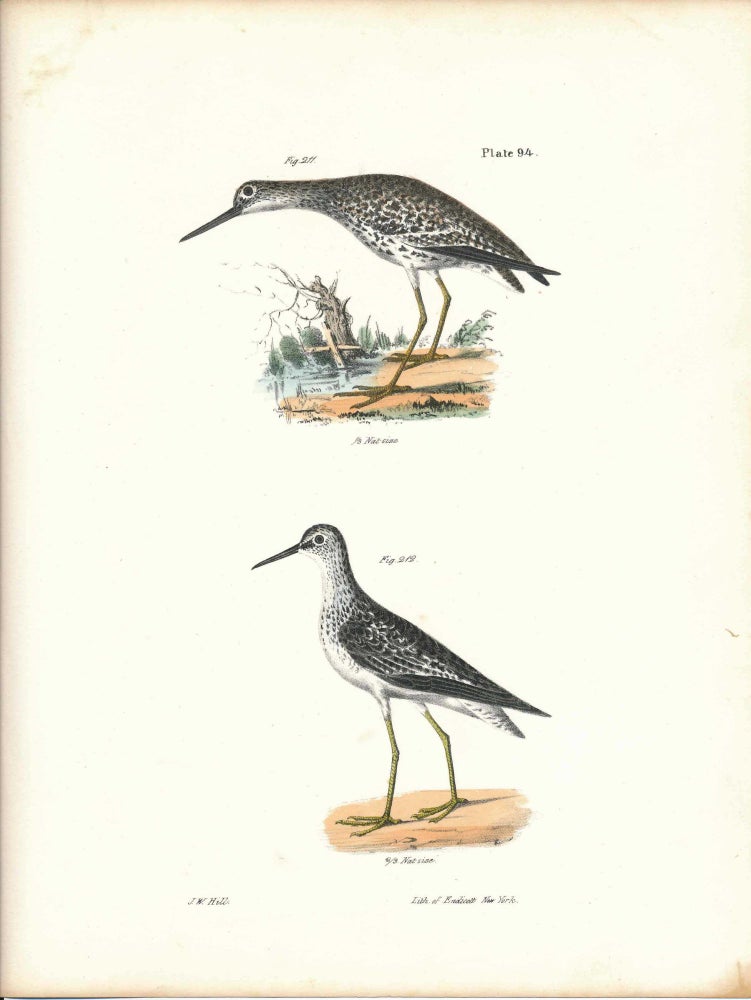 Item #34479 Bird print - Plate 94 from Zoology of New York, or the New-York Fauna. Part II Birds. James E. De Kay, J. W. Hill, George Endicott, John William, lithographer, Ellsworth.