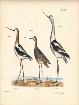 Item #34480 Bird print - Plate 102 from Zoology of New York, or the New-York Fauna. Part II...