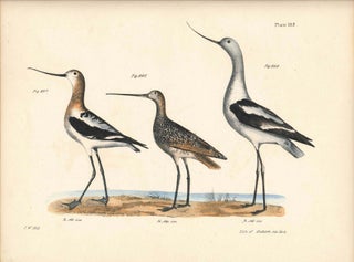 Item #34480 Bird print - Plate 102 from Zoology of New York, or the New-York Fauna. Part II...
