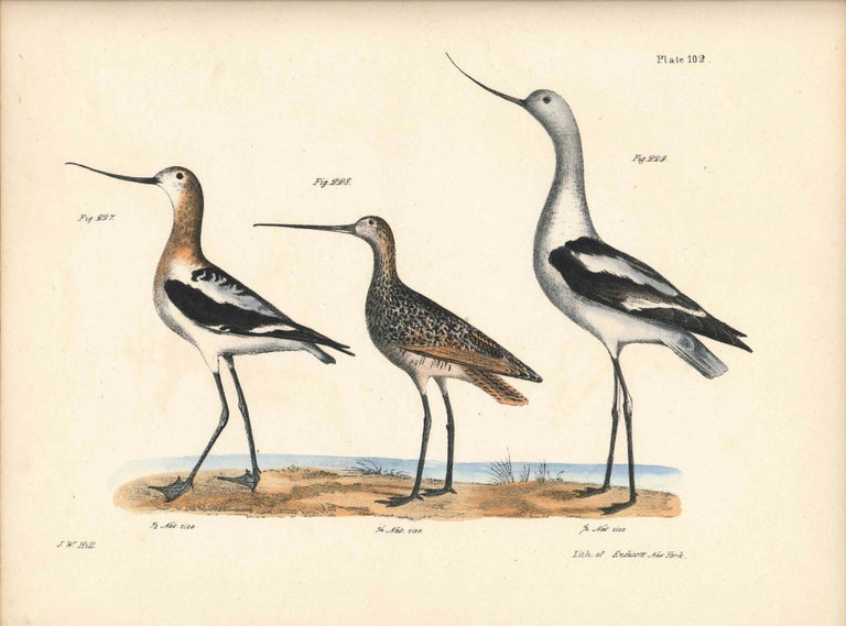 Item #34480 Bird print - Plate 102 from Zoology of New York, or the New-York Fauna. Part II Birds. James E. De Kay, J. W. Hill, George Endicott, John William, lithographer, Ellsworth.