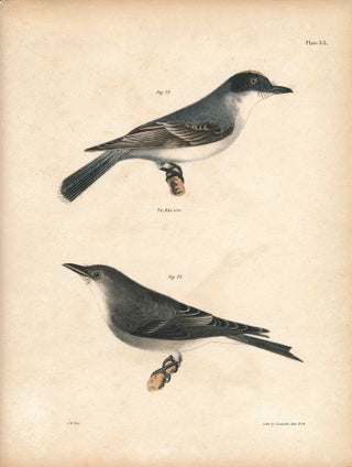 Item #34524 Bird print - Plate 33 from Zoology of New York, or the New-York Fauna. Part II Birds....