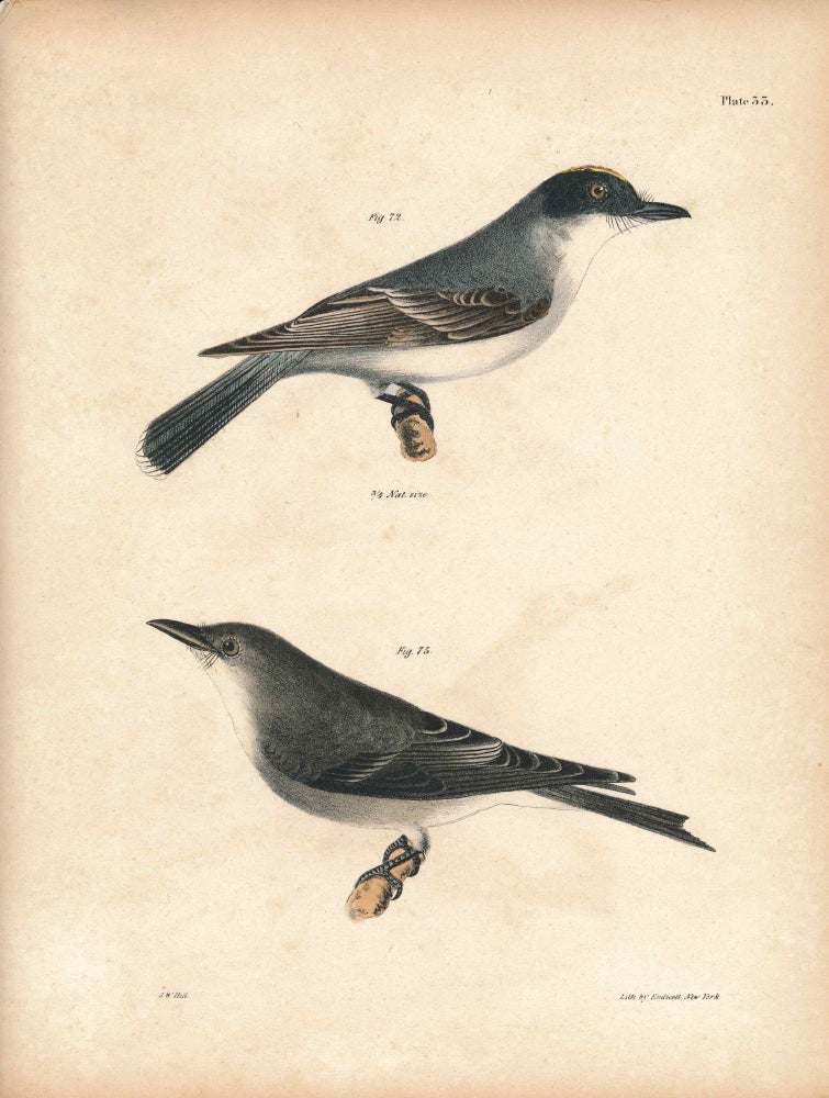 Item #34524 Bird print - Plate 33 from Zoology of New York, or the New-York Fauna. Part II Birds. James E. De Kay, J. W. Hill, George Endicott, John William, lithographer, Ellsworth.