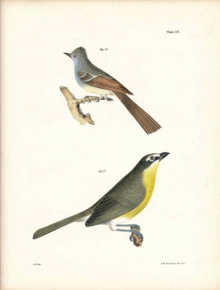 Item #34525 Bird print - Plate 32 from Zoology of New York, or the New-York Fauna. Part II Birds....