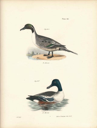 Item #34526 Bird print - Plate 110 from Zoology of New York, or the New-York Fauna. Part II Birds...