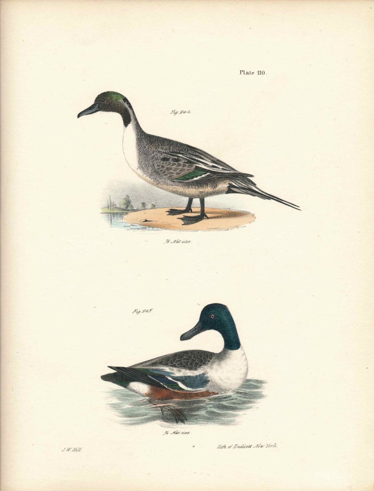 Item #34526 Bird print - Plate 110 from Zoology of New York, or the New-York Fauna. Part II Birds (Ducks). James E. De Kay, J. W. Hill, George Endicott, John William, lithographer, Ellsworth.