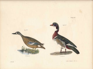 Item #34527 Bird print - Plate 111 from Zoology of New York, or the New-York Fauna. Part II...