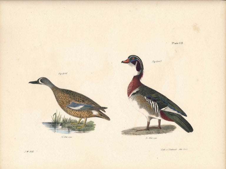 Item #34527 Bird print - Plate 111 from Zoology of New York, or the New-York Fauna. Part II Birds. (Ducks). James E. De Kay, J. W. Hill, George Endicott, John William, lithographer, Ellsworth.
