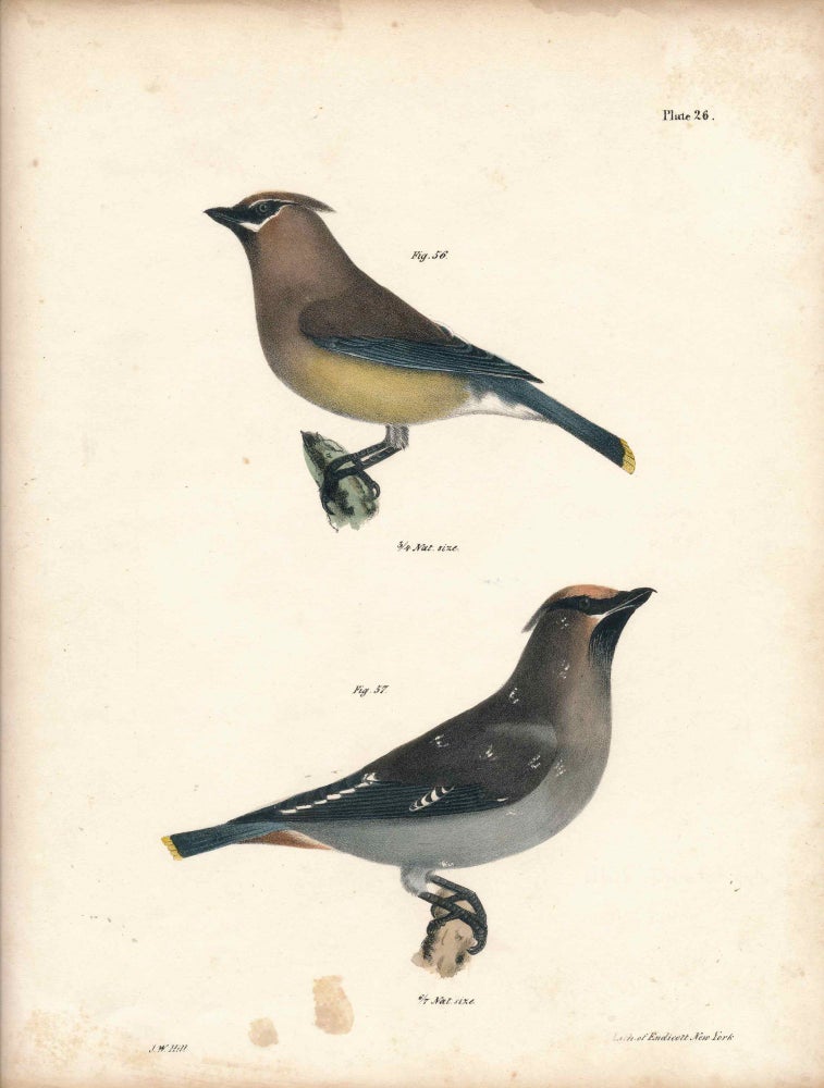 Item #34528 Bird print - Plate 111 from Zoology of New York, or the New-York Fauna. Part II Birds. (Waxwings). James E. De Kay, J. W. Hill, George Endicott, John William, lithographer, Ellsworth.