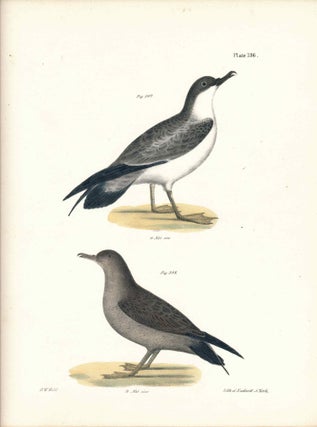 Item #34529 Bird print - Plate 136 from Zoology of New York, or the New-York Fauna. Part II...