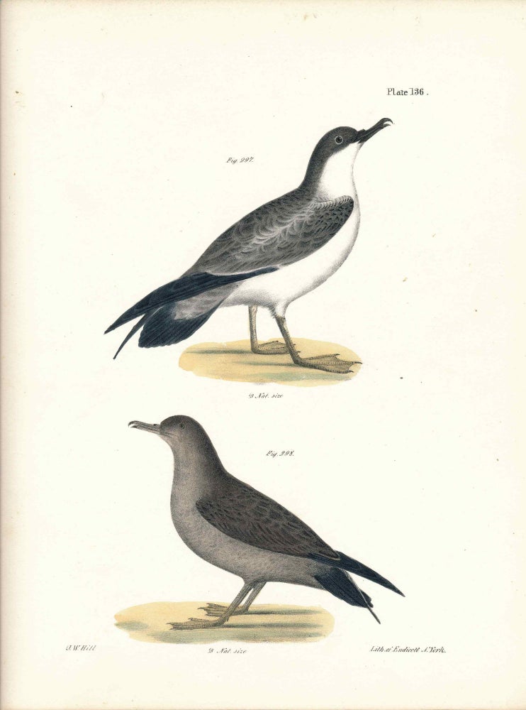 Item #34529 Bird print - Plate 136 from Zoology of New York, or the New-York Fauna. Part II Birds. (Gulls). James E. De Kay, J. W. Hill, George Endicott, John William, lithographer, Ellsworth.