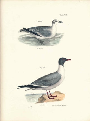 Item #34530 Bird print - Plate 132 from Zoology of New York, or the New-York Fauna. Part II...