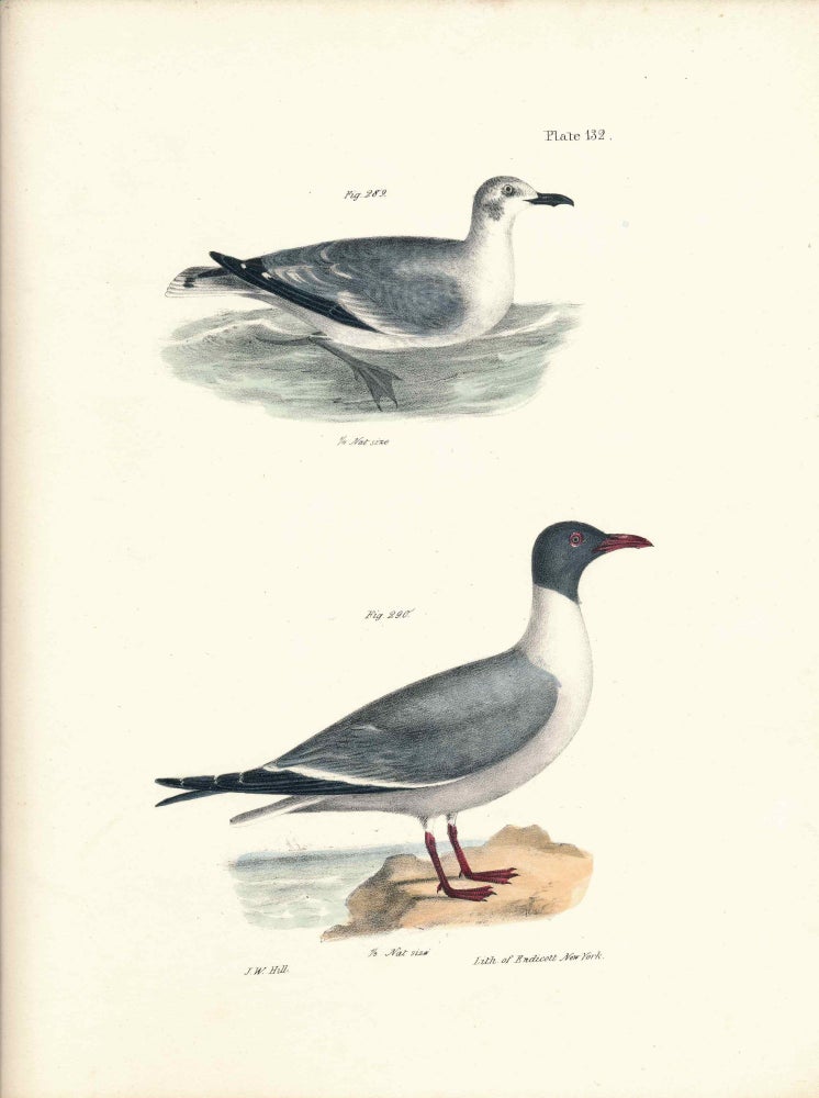 Item #34530 Bird print - Plate 132 from Zoology of New York, or the New-York Fauna. Part II Birds. (Gulls). James E. De Kay, J. W. Hill, George Endicott, John William, lithographer, Ellsworth.