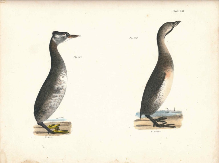Item #34531 Bird print - Plate 141 from Zoology of New York, or the New-York Fauna. Part II Birds. (Grebes). James E. De Kay, J. W. Hill, George Endicott, John William, lithographer, Ellsworth.