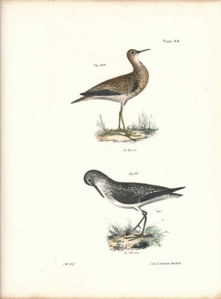 Item #34532 Bird print - Plate 93 from Zoology of New York, or the New-York Fauna. Part II Birds....