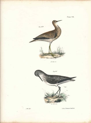 Item #34532 Bird print - Plate 93 from Zoology of New York, or the New-York Fauna. Part II Birds....