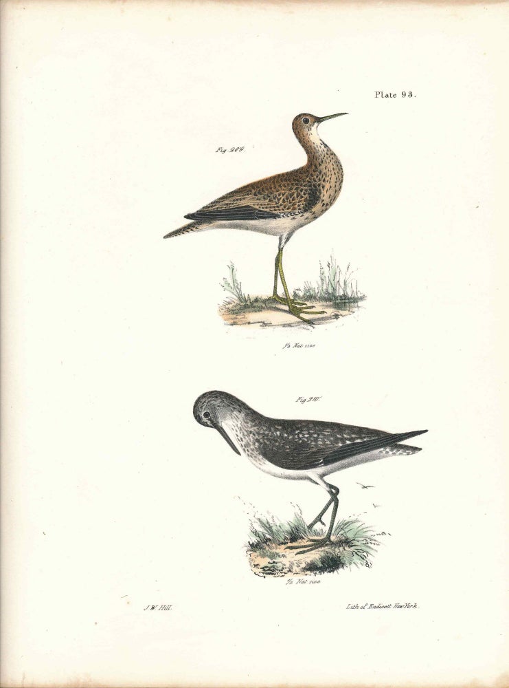 Item #34532 Bird print - Plate 93 from Zoology of New York, or the New-York Fauna. Part II Birds. (Plovers). James E. De Kay, J. W. Hill, George Endicott, John William, lithographer, Ellsworth.