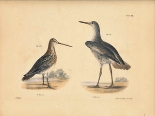Item #34533 Bird print - Plate 93 from Zoology of New York, or the New-York Fauna. Part II Birds....