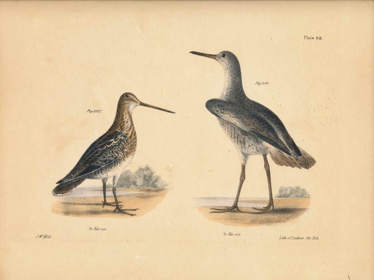 Item #34533 Bird print - Plate 93 from Zoology of New York, or the New-York Fauna. Part II Birds. (Shore Birds - American Snipe). James E. De Kay, J. W. Hill, George Endicott, John William, lithographer, Ellsworth.