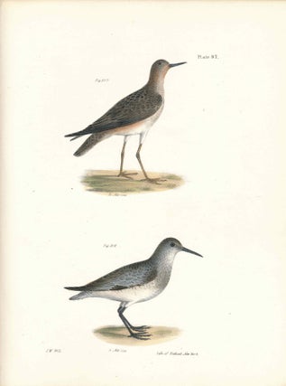 Item #34534 Bird print - Plate 97 from Zoology of New York, or the New-York Fauna. Part II Birds....