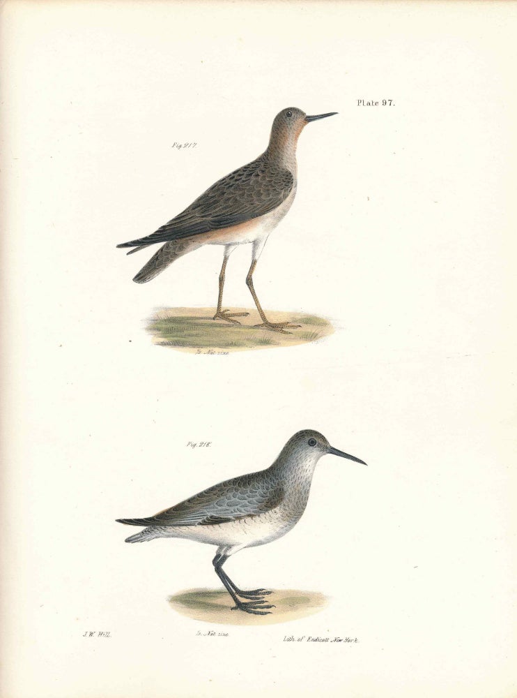 Item #34534 Bird print - Plate 97 from Zoology of New York, or the New-York Fauna. Part II Birds. (Sandpipers). James E. De Kay, J. W. Hill, George Endicott, John William, lithographer, Ellsworth.