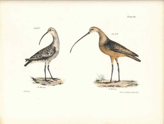 Item #34535 Bird print - Plate 96 from Zoology of New York, or the New-York Fauna. Part II Birds....