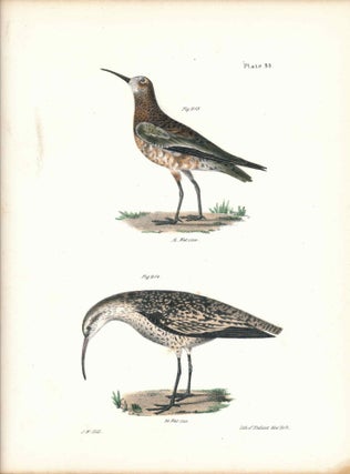 Item #34536 Bird print - Plate 95 from Zoology of New York, or the New-York Fauna. Part II Birds....