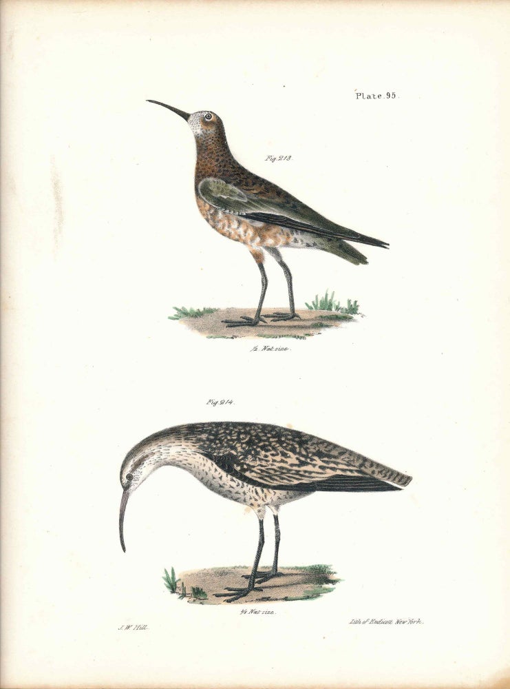 Item #34536 Bird print - Plate 95 from Zoology of New York, or the New-York Fauna. Part II Birds. (Sandpipers?). James E. De Kay, J. W. Hill, George Endicott, John William, lithographer, Ellsworth.