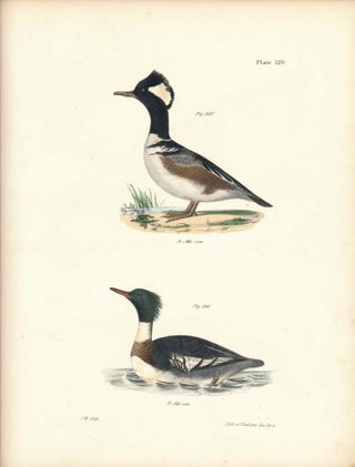 Item #34537 Bird print - Plate 120 from Zoology of New York, or the New-York Fauna. Part II...