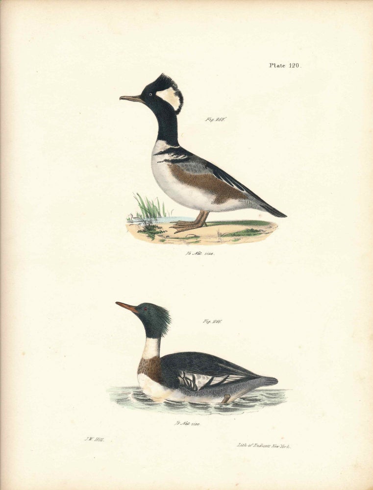 Item #34537 Bird print - Plate 120 from Zoology of New York, or the New-York Fauna. Part II Birds. (Ducks). James E. De Kay, J. W. Hill, George Endicott, John William, lithographer, Ellsworth.