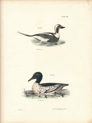 Item #34538 Bird print - Plate 119 from Zoology of New York, or the New-York Fauna. Part II...