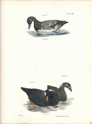 Item #34539 Bird print - Plate 114 from Zoology of New York, or the New-York Fauna. Part II...