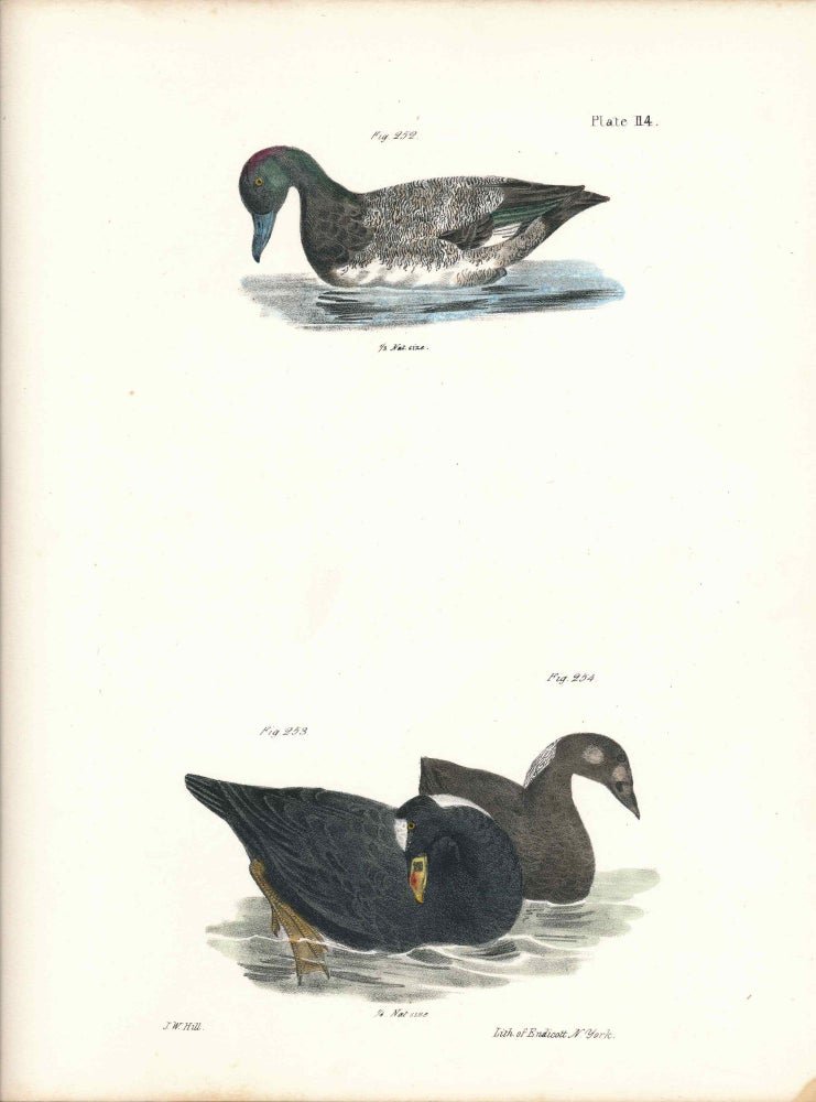 Item #34539 Bird print - Plate 114 from Zoology of New York, or the New-York Fauna. Part II Birds. (Ducks). James E. De Kay, J. W. Hill, George Endicott, John William, lithographer, Ellsworth.