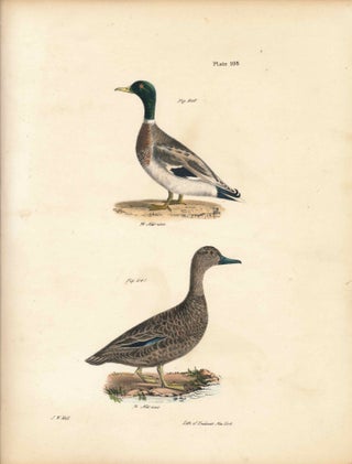 Item #34540 Bird print - Plate 114 from Zoology of New York, or the New-York Fauna. Part II...