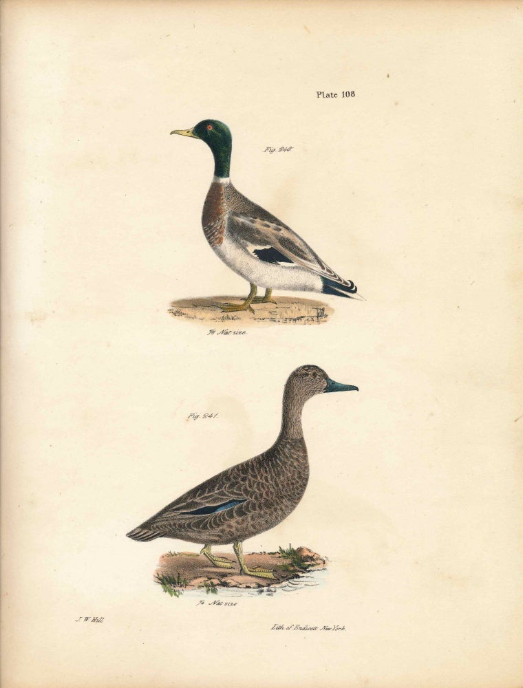 Item #34540 Bird print - Plate 114 from Zoology of New York, or the New-York Fauna. Part II Birds. (Ducks). James E. De Kay, J. W. Hill, George Endicott, John William, lithographer, Ellsworth.