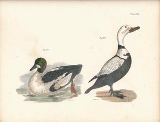 Item #34541 Bird print - Plate 116 from Zoology of New York, or the New-York Fauna. Part II...