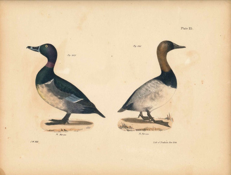 Item #34542 Bird print - Plate 115 from Zoology of New York, or the New-York Fauna. Part II Birds. (Ducks). James E. De Kay, J. W. Hill, George Endicott, John William, lithographer, Ellsworth.