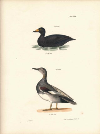 Item #34543 Bird print - Plate 115 from Zoology of New York, or the New-York Fauna. Part II...
