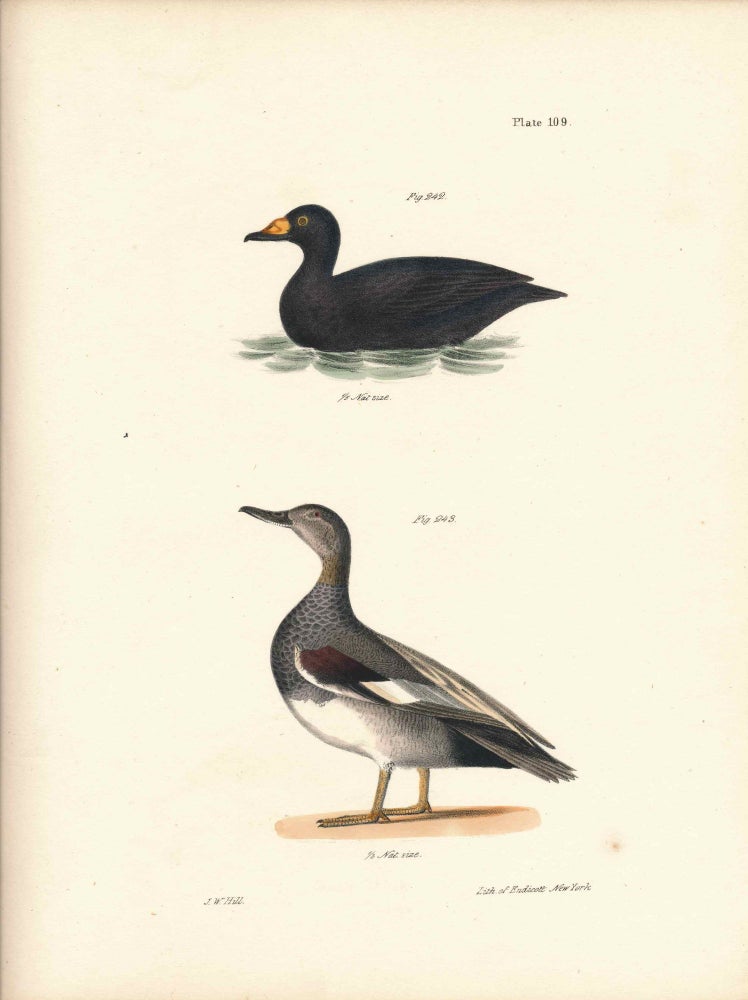 Item #34543 Bird print - Plate 115 from Zoology of New York, or the New-York Fauna. Part II Birds. (Ducks). James E. De Kay, J. W. Hill, George Endicott, John William, lithographer, Ellsworth.