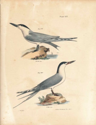 Item #34544 Bird print - Plate 127 from Zoology of New York, or the New-York Fauna. Part II...