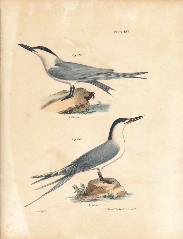 Item #34544 Bird print - Plate 127 from Zoology of New York, or the New-York Fauna. Part II Birds. (Terns). James E. De Kay, J. W. Hill, George Endicott, John William, lithographer, Ellsworth.