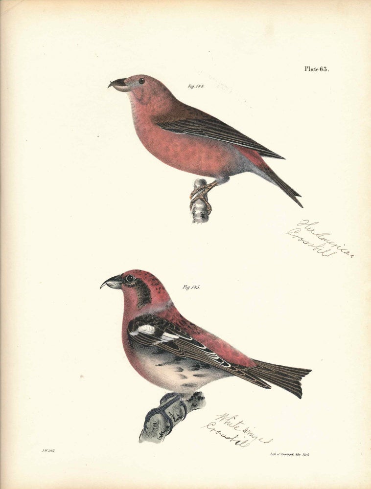 Item #34545 Bird print - Plate 63 from Zoology of New York, or the New-York Fauna. Part II Birds. (Crossbills). James E. De Kay, J. W. Hill, George Endicott, John William, lithographer, Ellsworth.