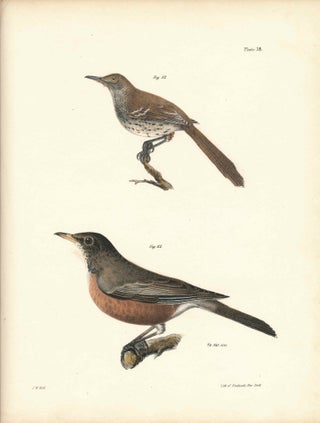 Item #34546 Bird print - Plate 38 from Zoology of New York, or the New-York Fauna. Part II Birds....