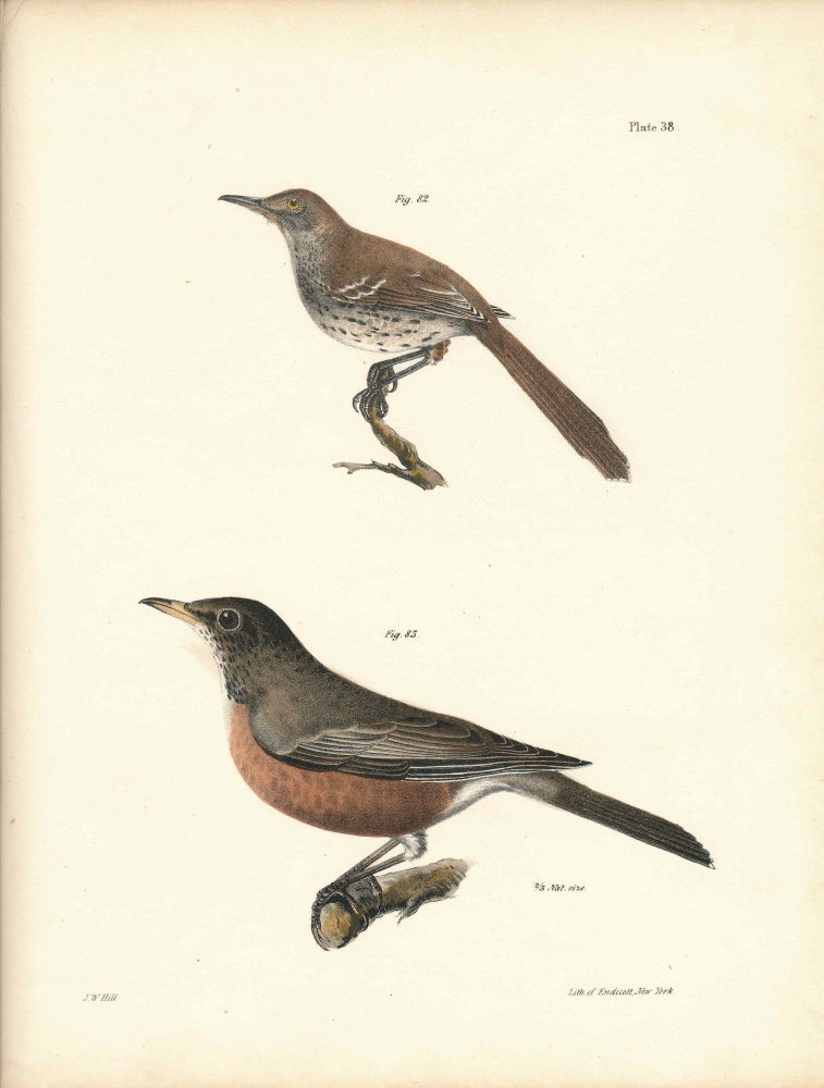 Item #34546 Bird print - Plate 38 from Zoology of New York, or the New-York Fauna. Part II Birds. (Robin and Brown Thrush). James E. De Kay, J. W. Hill, George Endicott, John William, lithographer, Ellsworth.