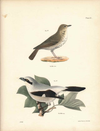 Item #34547 Bird print - Plate 37 from Zoology of New York, or the New-York Fauna. Part II Birds....