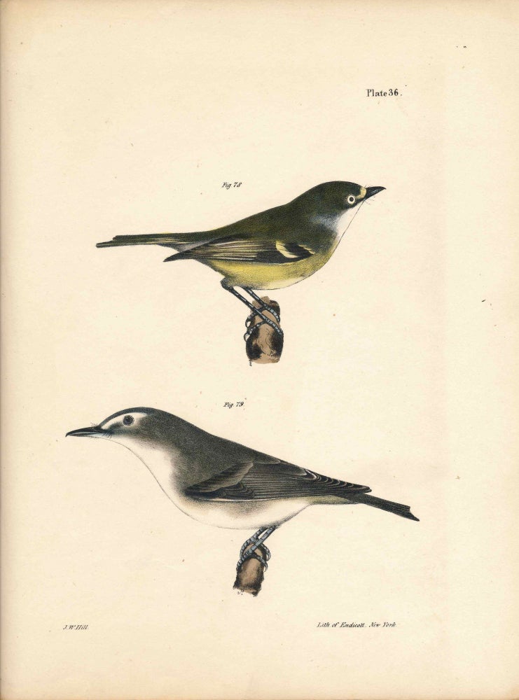 Item #34548 Bird print - Plate 36 from Zoology of New York, or the New-York Fauna. Part II Birds. (Greenlets). James E. De Kay, J. W. Hill, George Endicott, John William, lithographer, Ellsworth.